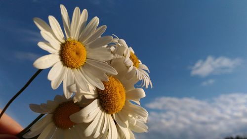 Low angle view of white flower against sky