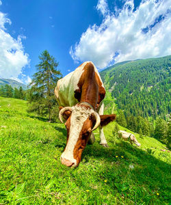 Cow in a field