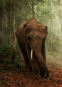 Elephant standing in a forest