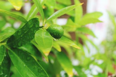 Close-up of strawberry growing on plant