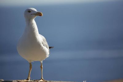 Seagull perching on white background