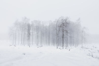 Bare trees on snow covered land against sky