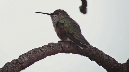 Low angle view of bird perching on tree against sky