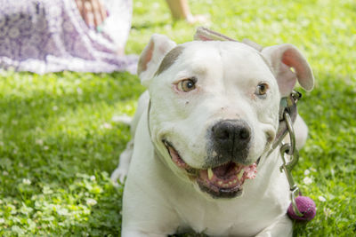 Portrait of american stanford dog. no people