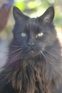 Romantic maine coon cat smoke colored