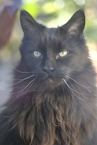 Close-up portrait of a cat