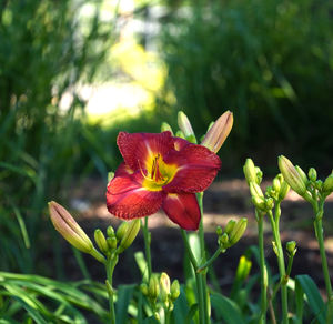 plant