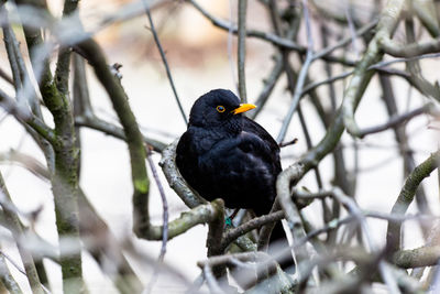 Close-up of bird perching on branch