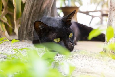 Close-up portrait of black cat