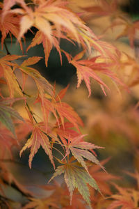 Close-up of maple leaves on tree