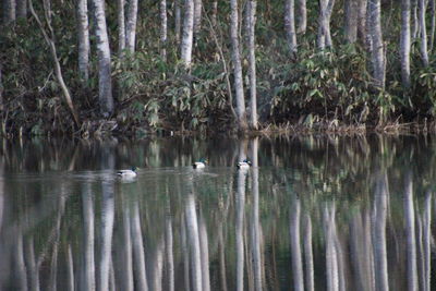 View of birds in lake