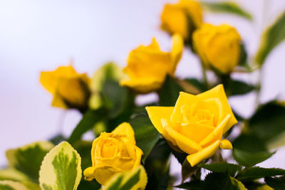 Close-up of yellow rose plant against sky