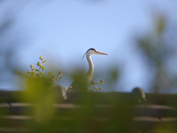 Bird perching on a plant