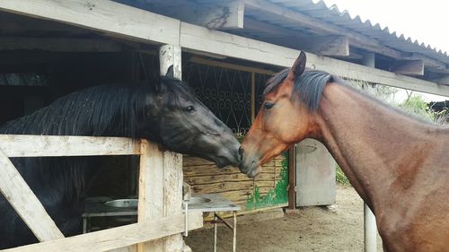 Brown horse looking at black horse in stable