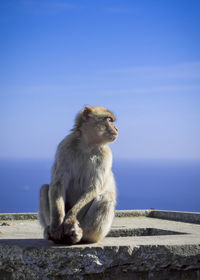 Monkey sitting on retaining wall against clear sky