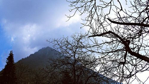 Low angle view of bare trees against sky