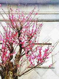 Low angle view of pink flowers