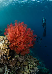 Rear view of man swimming in sea