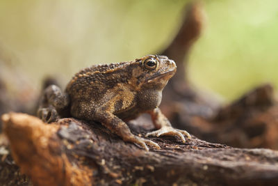 Close-up of frog on rock