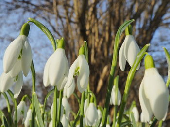 Close-up of white flowering plants