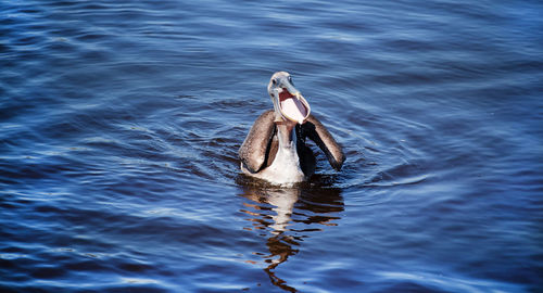 High angle view of bird swimming in lake