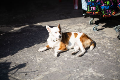 High angle view of a cat on road