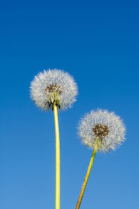 Low angle view of dandelion against blue sky