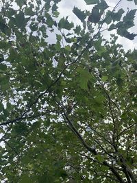 Low angle view of tree against sky