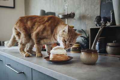 Cat licking whipped cream from bun