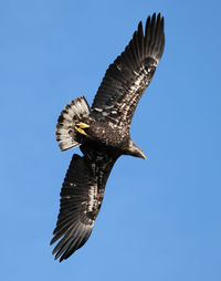 Low angle view of eagle flying against clear blue sky