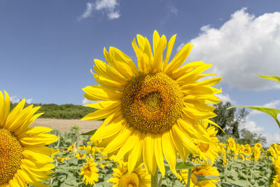 Close-up of yellow flowering plant on field against sky