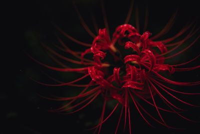 Close-up of red rose against black background