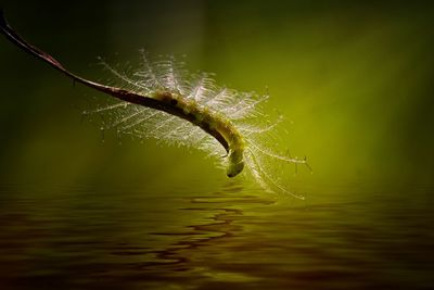 Close-up of spider web on water