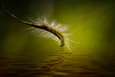 Close-up of caterpillar on plant over lake