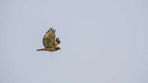 Low angle view of bird flying against clear sky