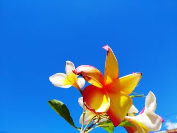 Close-up of blue flower against clear sky