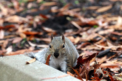 Close-up of squirrel on leaves digging for food