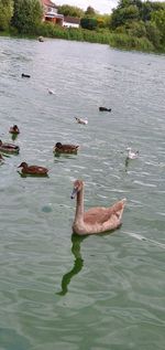 View of ducks swimming in lake