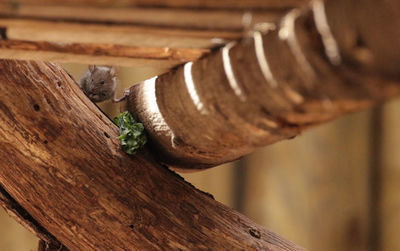 Close-up of lizard on wood