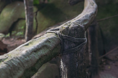 Ancient wooden fence built by tribes in the jungle