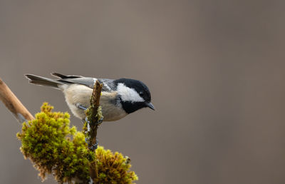 Close-up of bird perching on branch