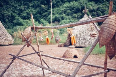 Corn hanging on bamboo stick