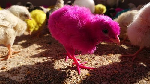 Close-up of a bird