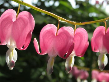 Close-up of pink flowers