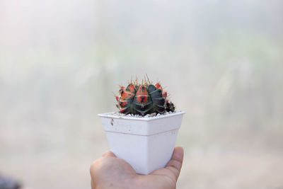 Close-up of hand holding small plant