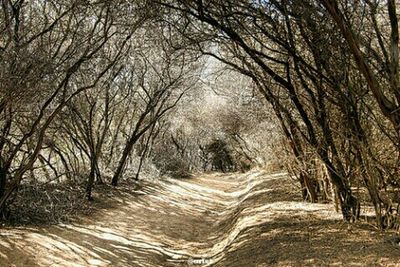 Road passing through forest