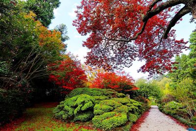 Red plants and trees against sky