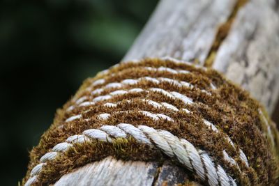 Close up of rope