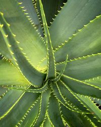 Full frame shot of succulent plant