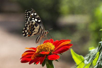 Close-up of butterfly on red flower